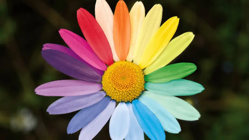 カラフルなマーガレット