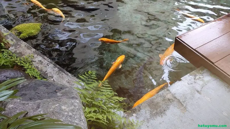 石和温泉 いさわびゅーほてるの池の錦鯉